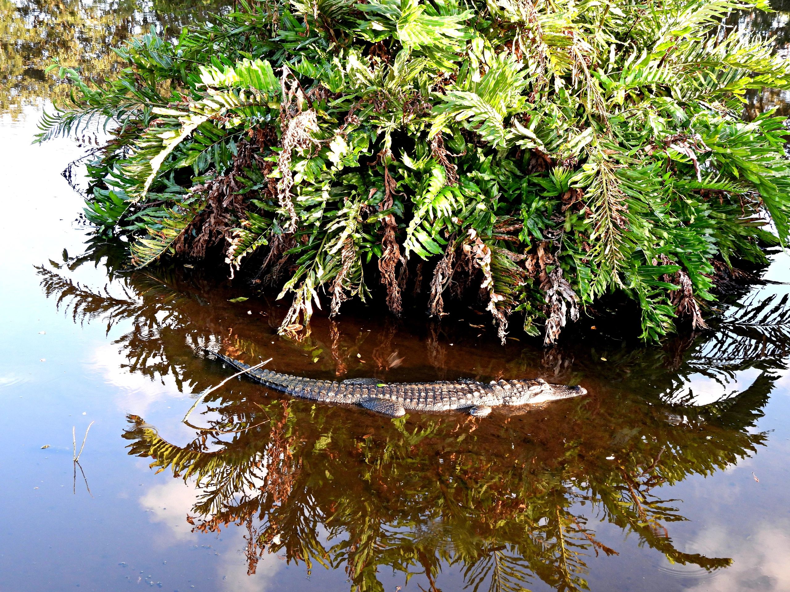 American alligator resting near foliage in Florida