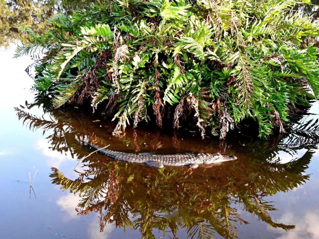 American alligator resting near foliage in Florida