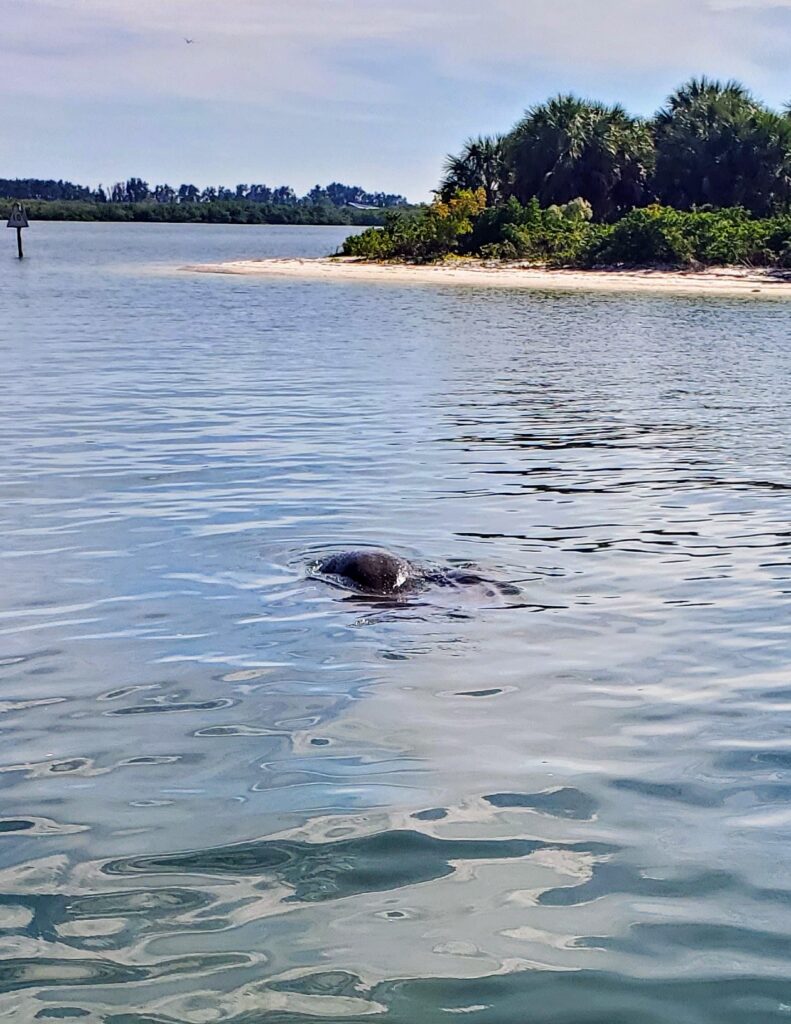 A manatee swimming in clear shallow water just off a Florida shoreline