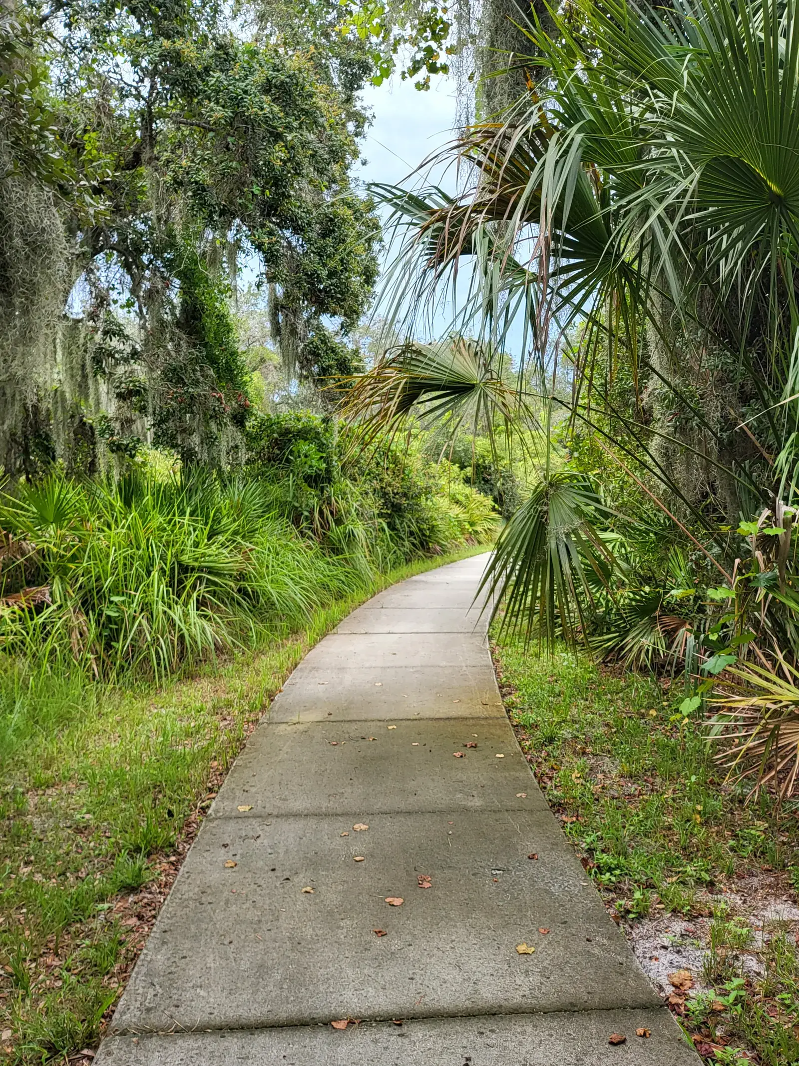 Paved nature trail through palmetto and oak in an Apollo Beach preserve