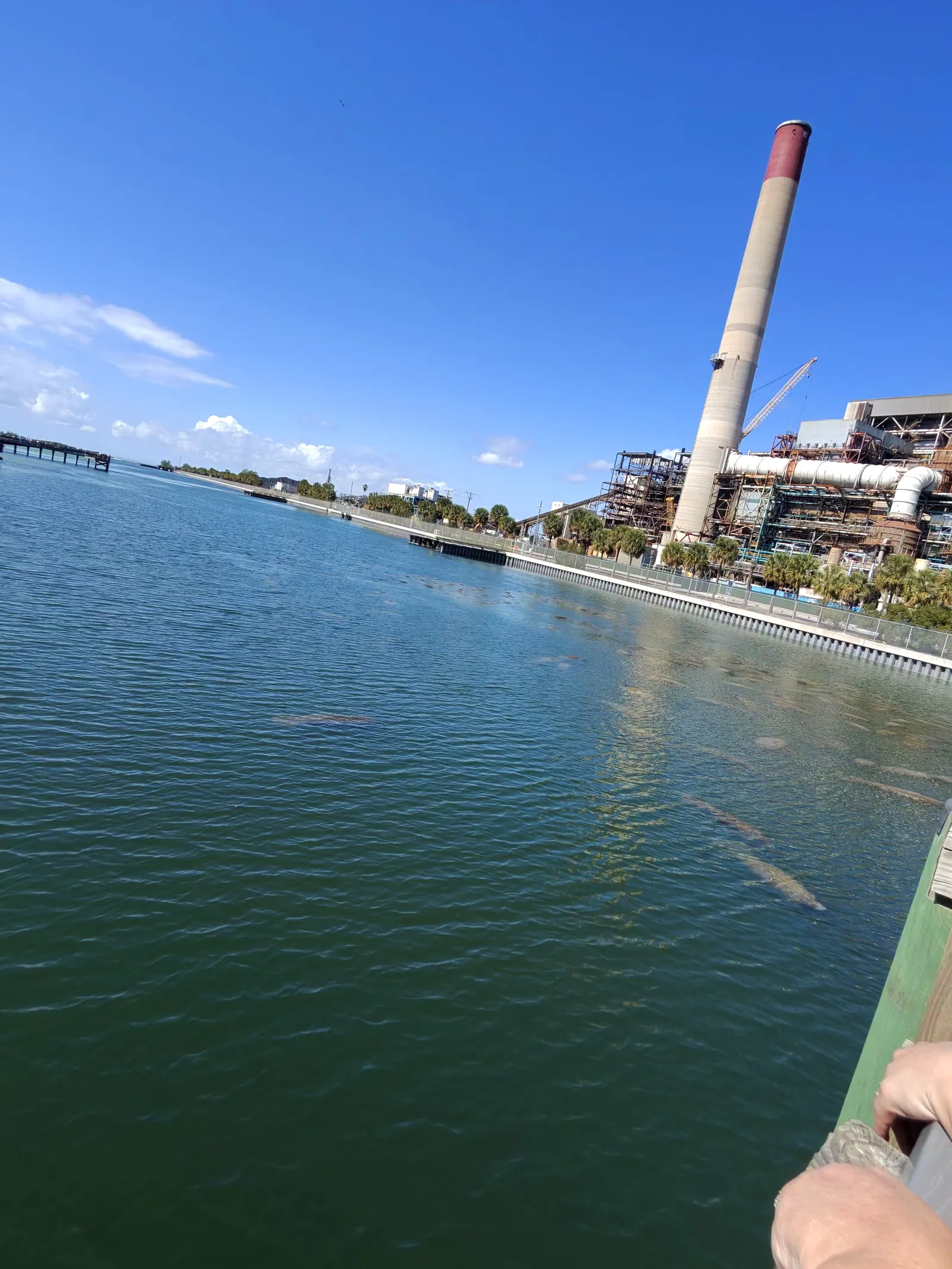 Manatees gathered in the warm-water channel at Big Bend in Apollo Beach