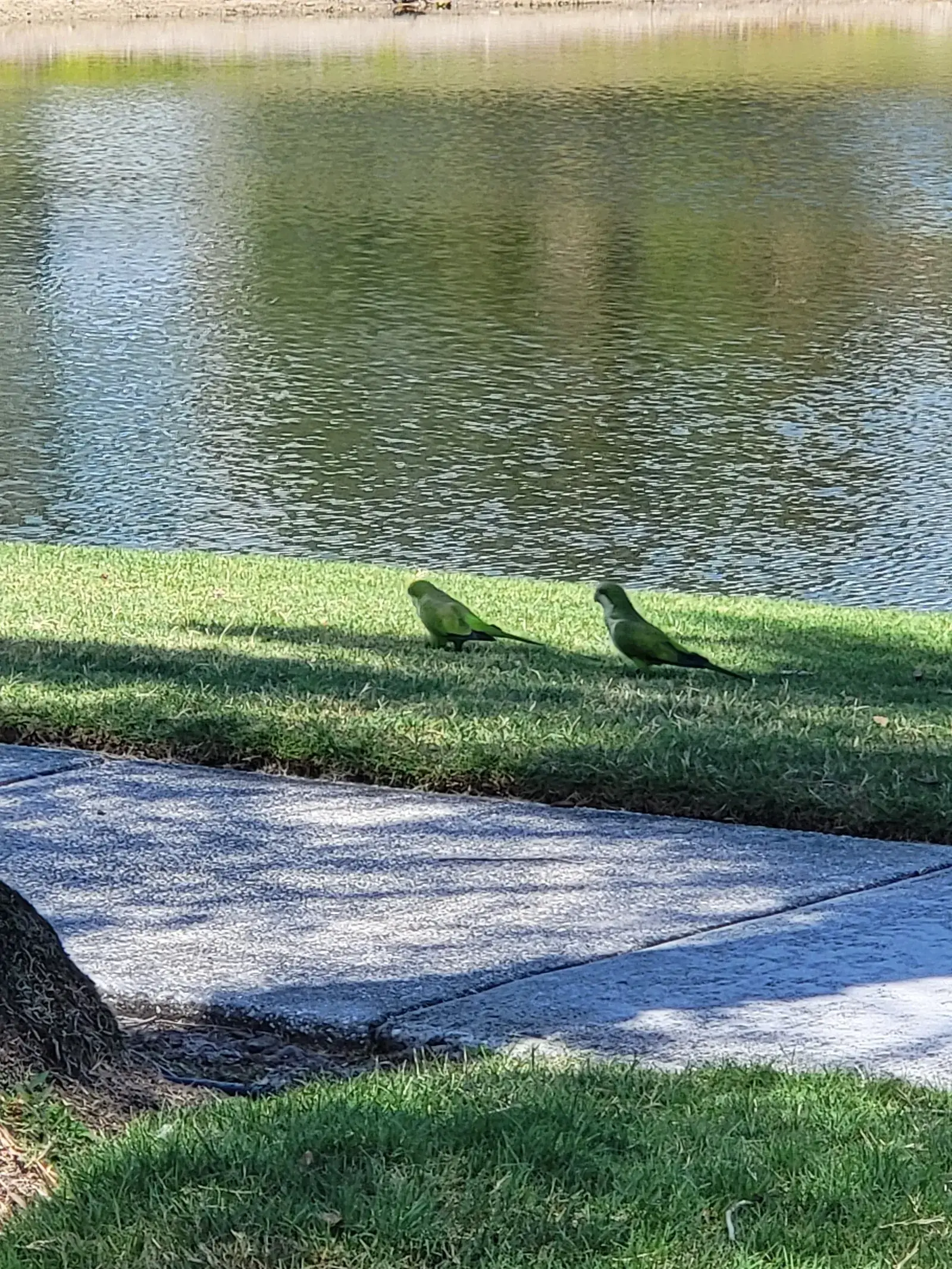 Monk parakeets beside a community pond in Apollo Beach