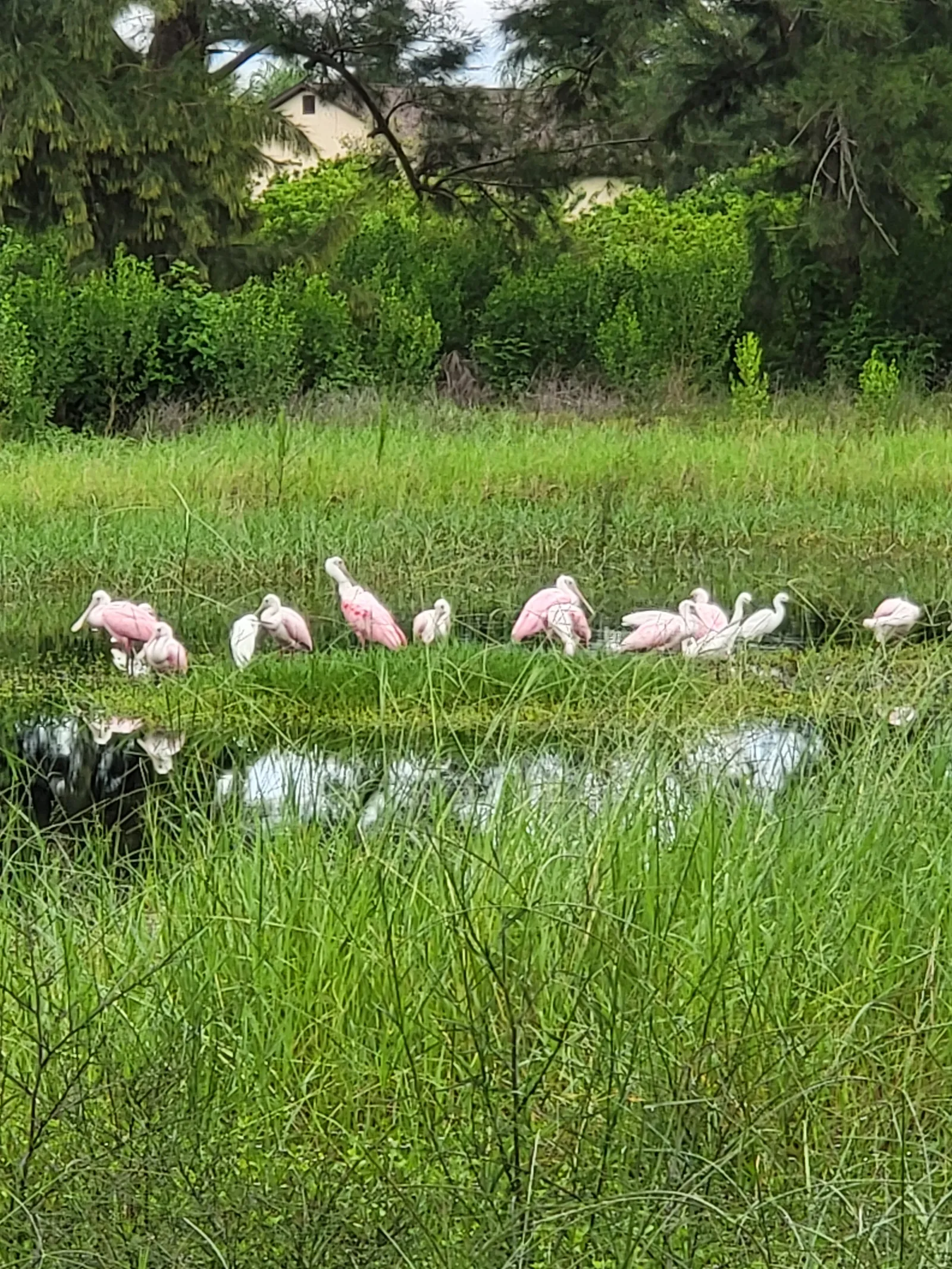 Roseate spoonbills feeding in an Apollo Beach wetland
