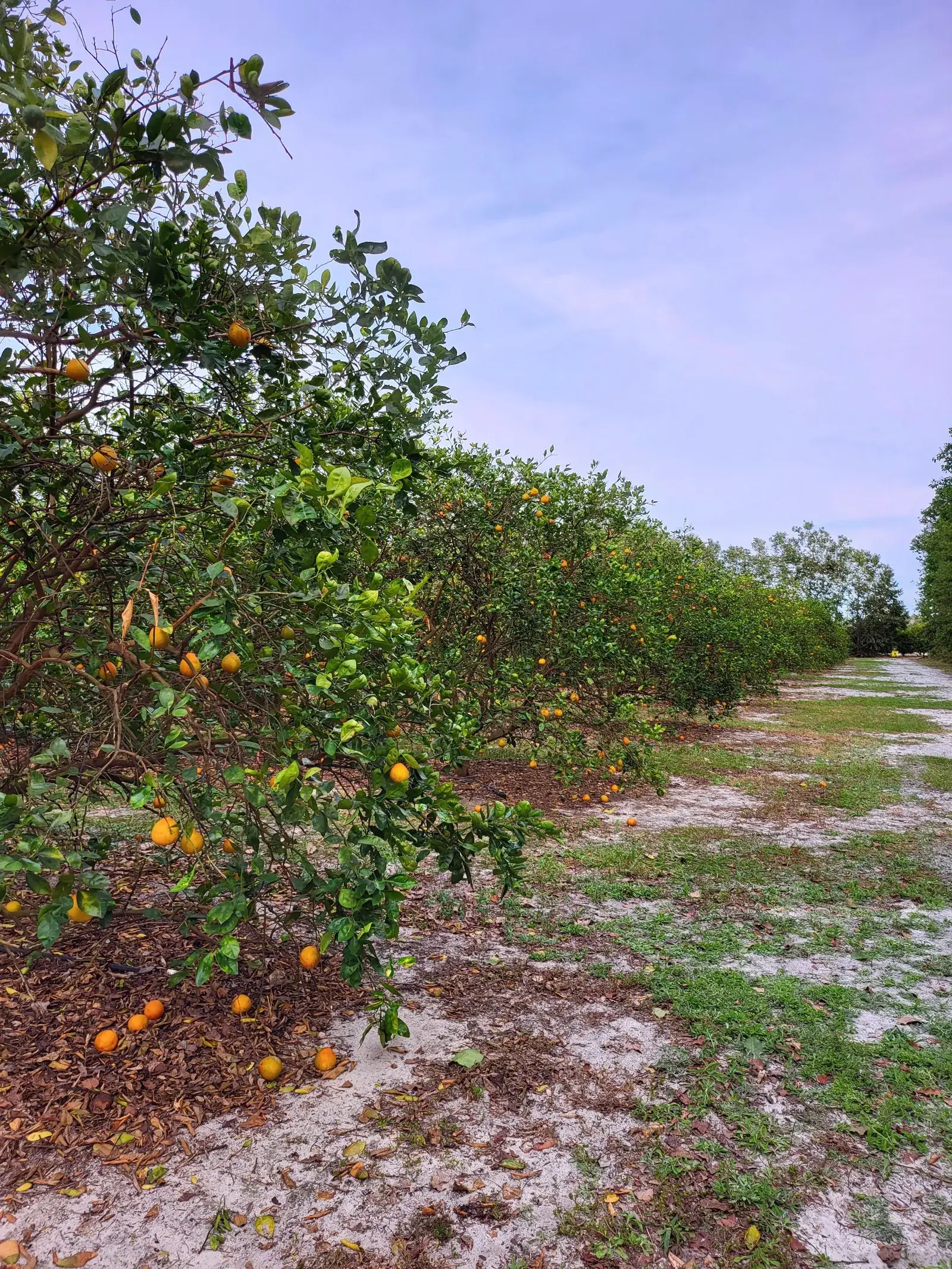 Ripening oranges on the trees in a Ruskin orange grove