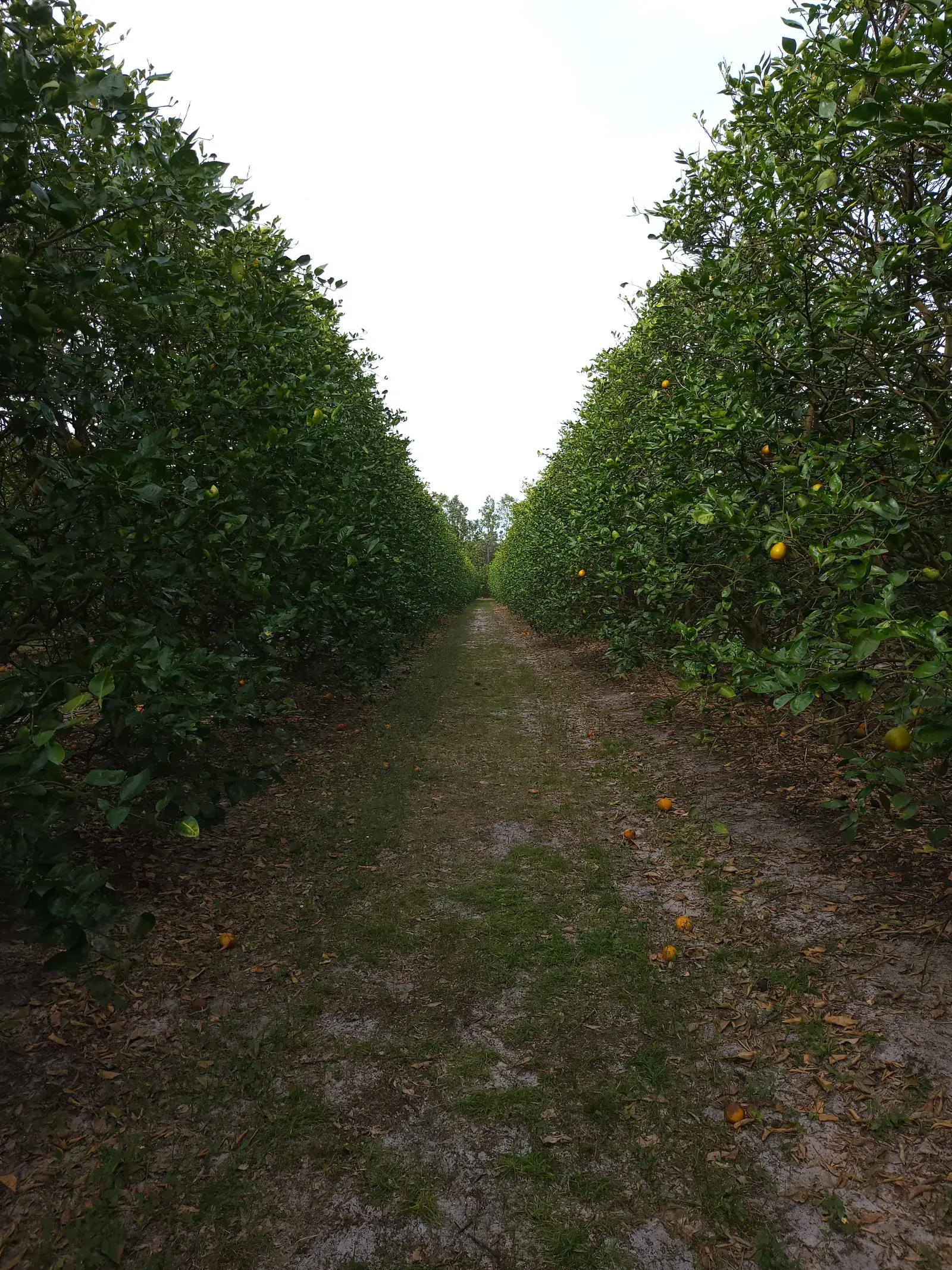 Rows of orange trees running through a grove in Ruskin, Florida