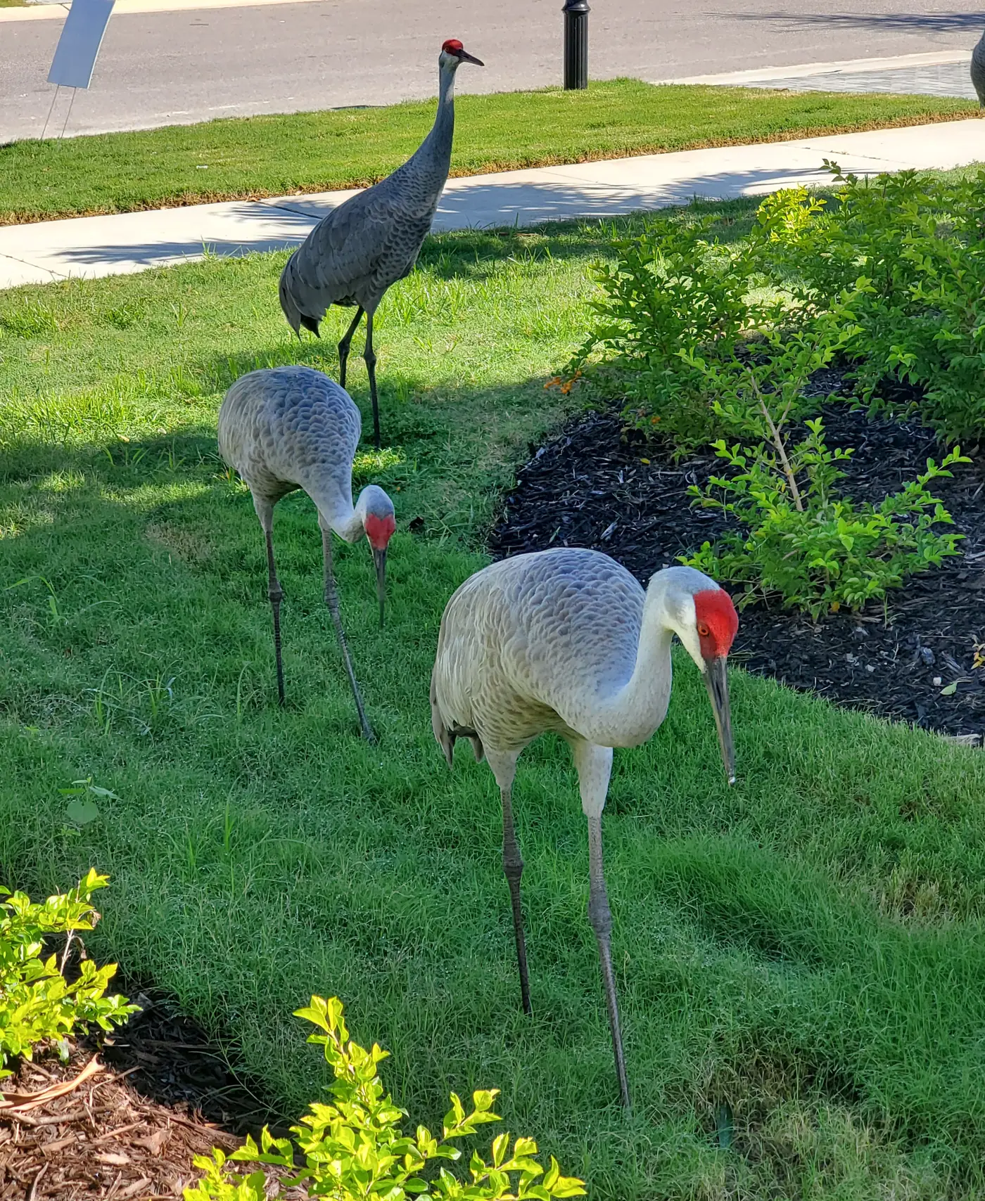 Sandhill cranes feeding on a front lawn in an Apollo Beach neighborhood