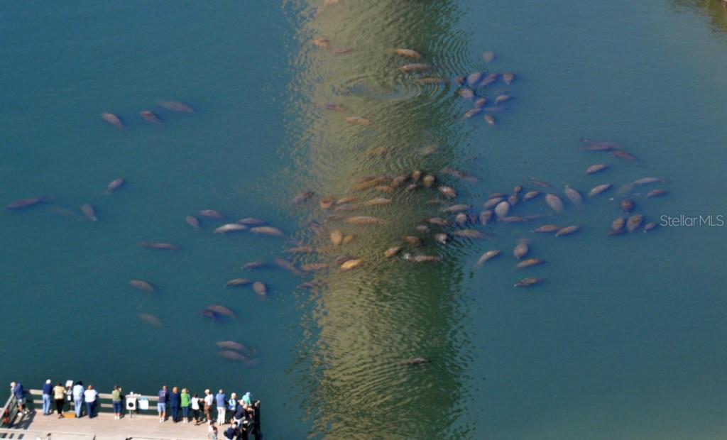 Dozens of manatees gathered in the warm-water channel at the TECO Manatee Viewing Center in Apollo Beach
